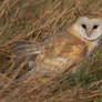 Barn Owl