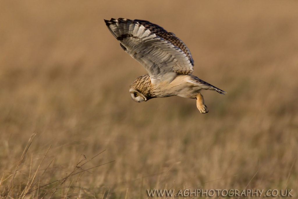 Short Eared Owl