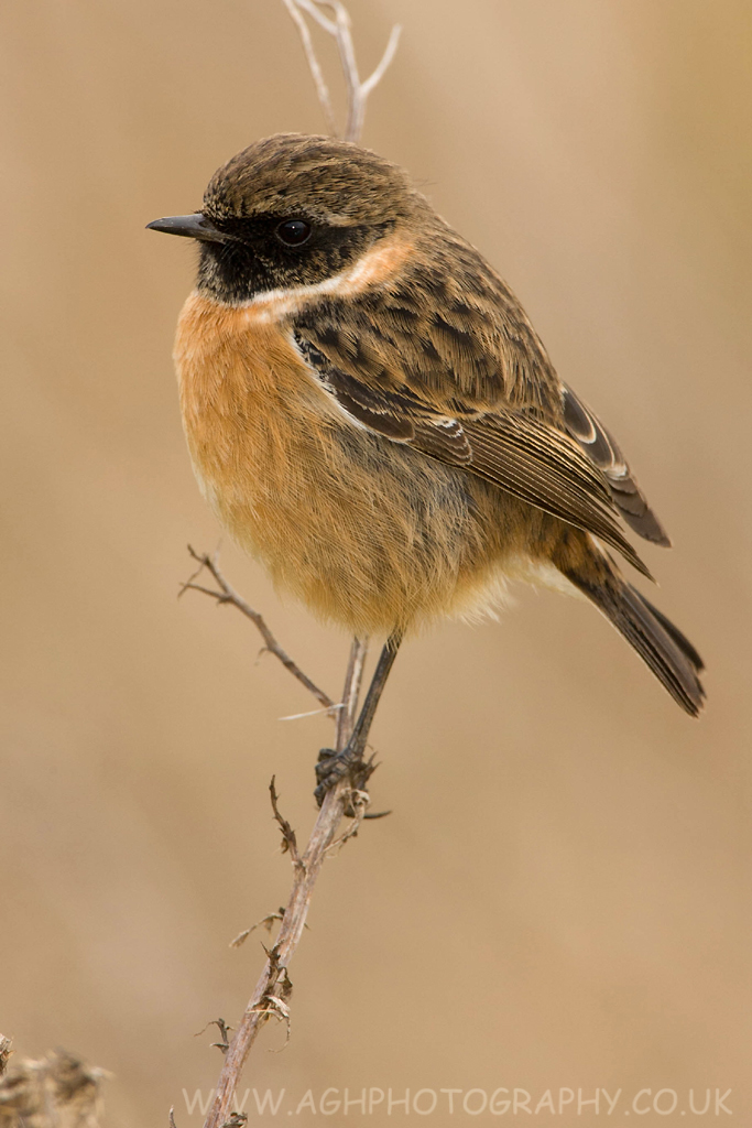 Stonechat