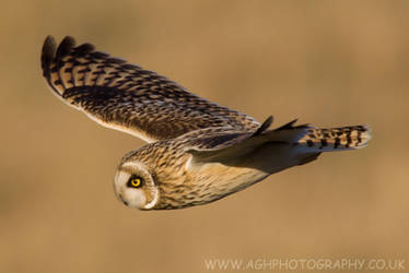 Short Eared Owl