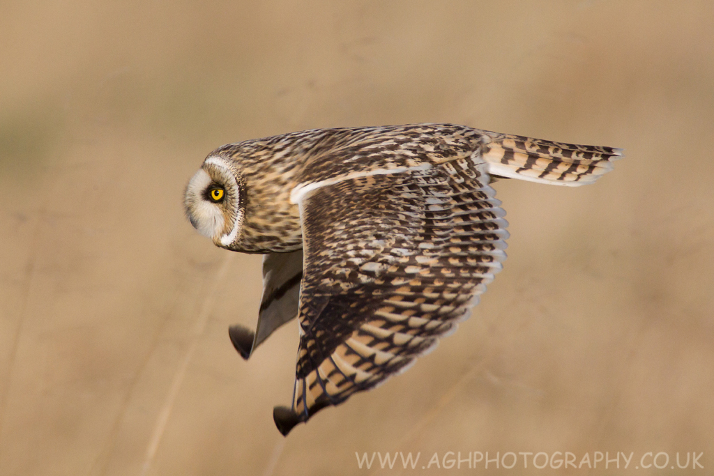 Short Eared Owl