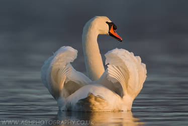 Mute Swan