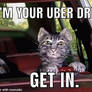 Toonces the Uber cat