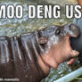 Moo Deng meme 2