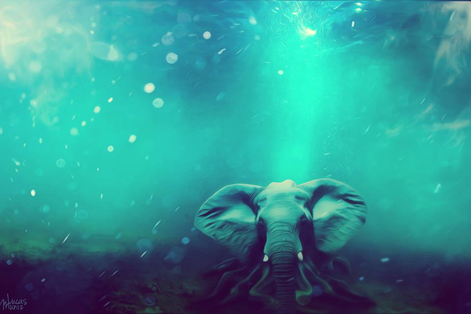 Sea elephant