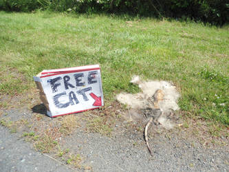 Free....Cat?