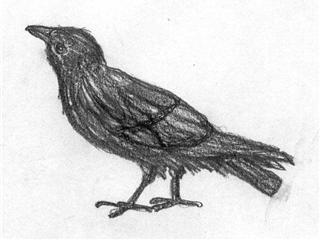 black bird