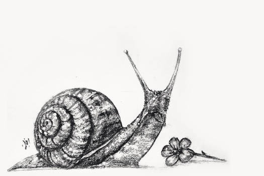 Summer Snail