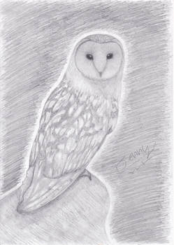 pencil portrait of an Owl on a rock