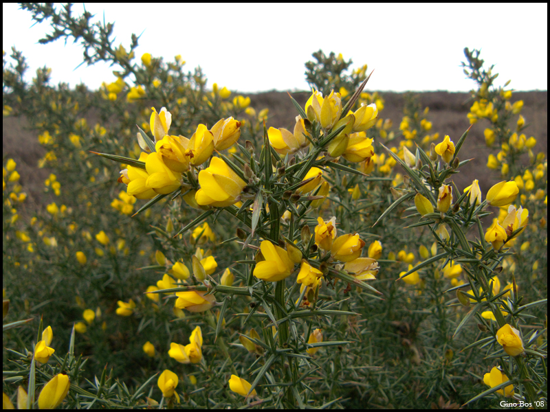 Yellowflowers