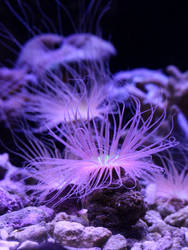 purple sea creature