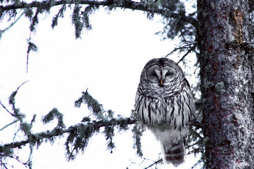 Barred Owl