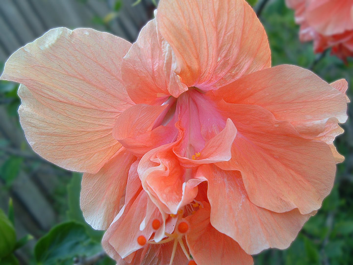 hibiscus closeup.