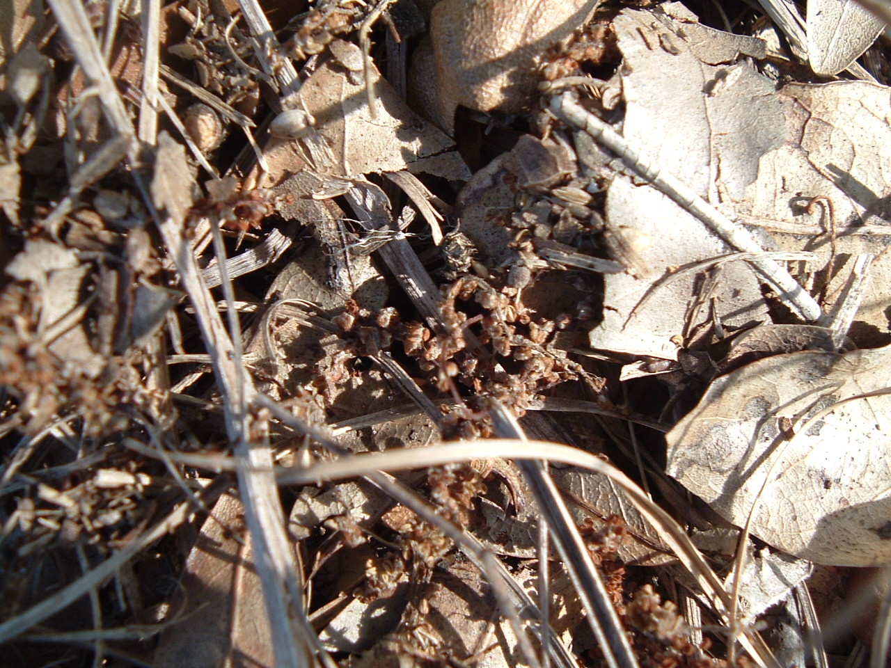 dried leaves