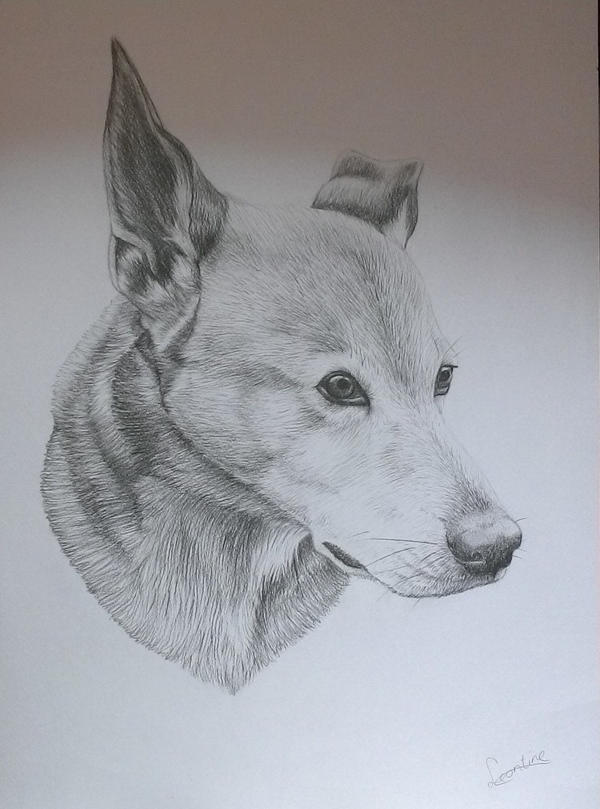 doggy portret