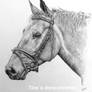 Horse drawing