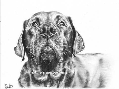 Labrador portrait