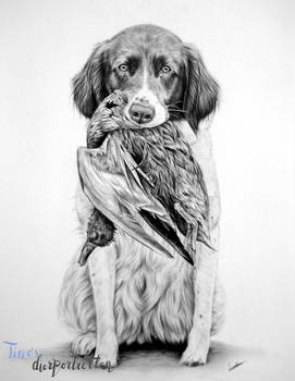 Commissioned dog portrait