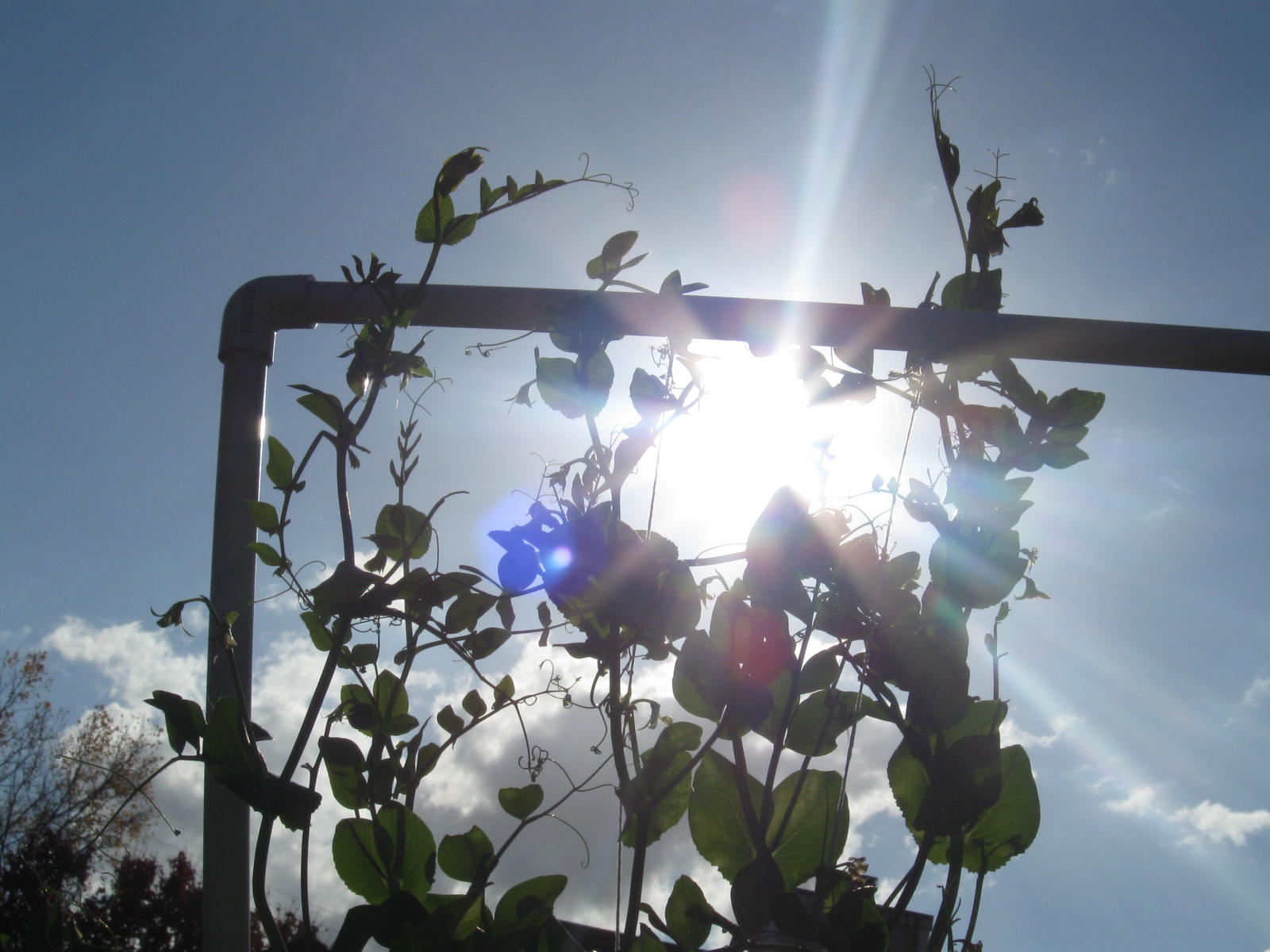 sun through pea plant