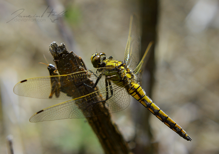 Dragonfly