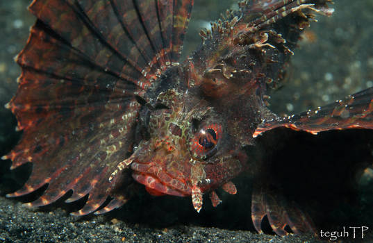 dwarf lionfish