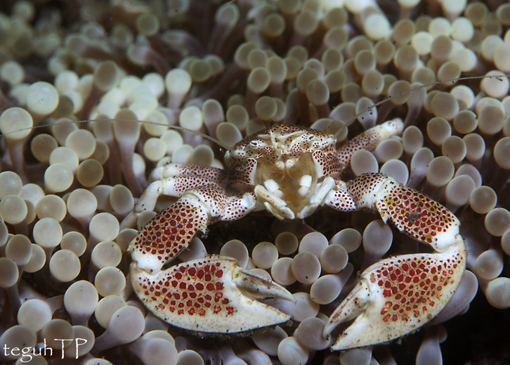 poercelain crab