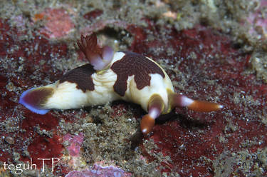 Nembrotha chamberlaini