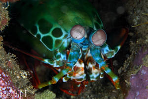 Peacock Mantis Shrimp too
