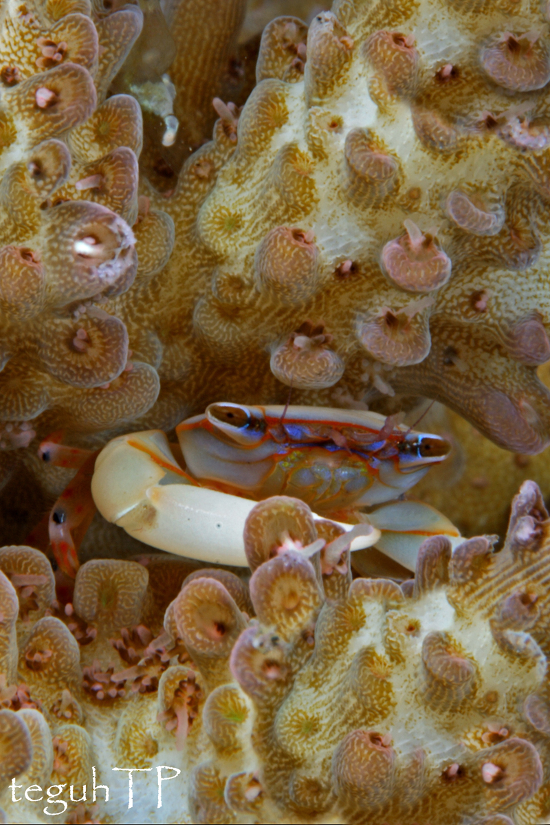 Trapeziidae coral crab