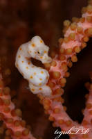 Denise's pygmy seahorse