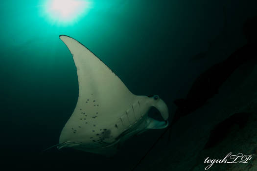 manta ray2