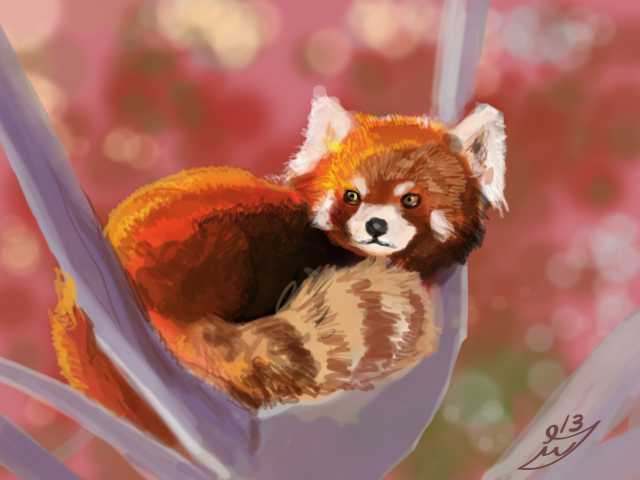 Red panda half hour