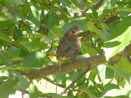 Cardinal Chick