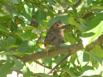 Cardinal Chick