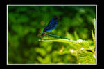 DragonFly by Lk-Photography