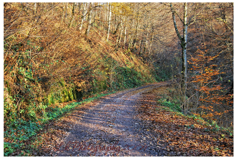 autumn - path