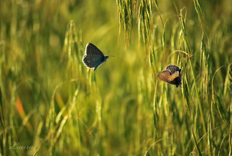 summer love story by Lk-Photography