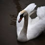 grace (swan V)