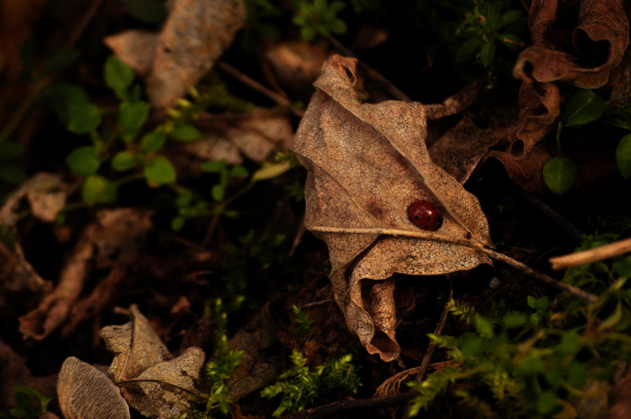 ladybug