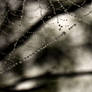spiderweb II