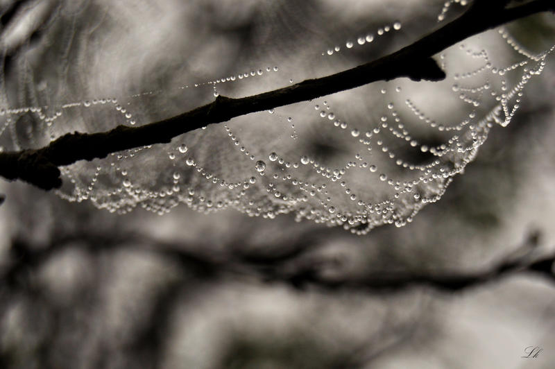 spiderweb VII
