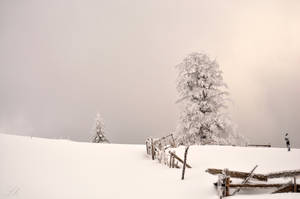 ...covered...in white by Lk-Photography