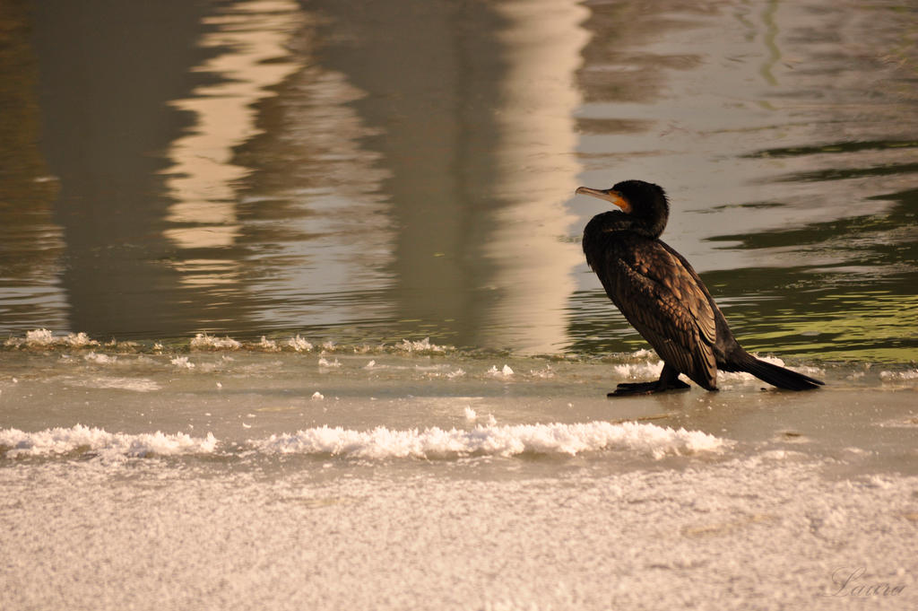 Cormorant