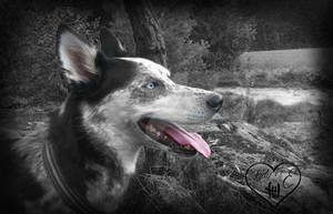Husky girl in black and white