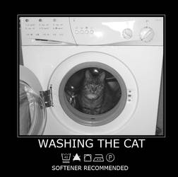 washing the cat