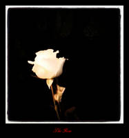 White Rose in the dark