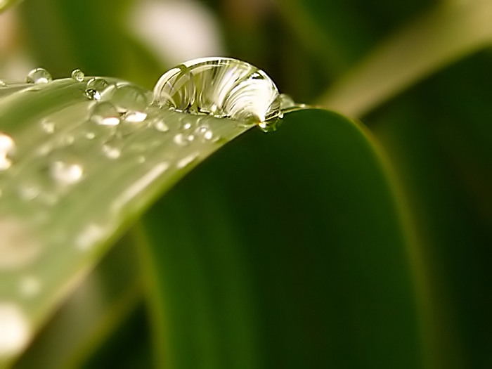 drops after rain