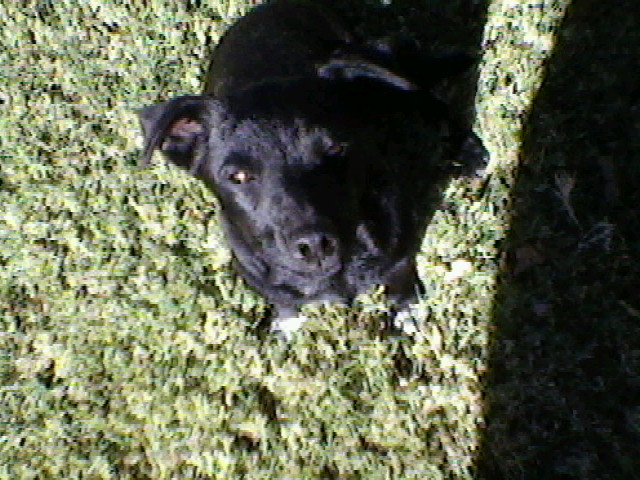 blacky grew by I-rE-nA-216