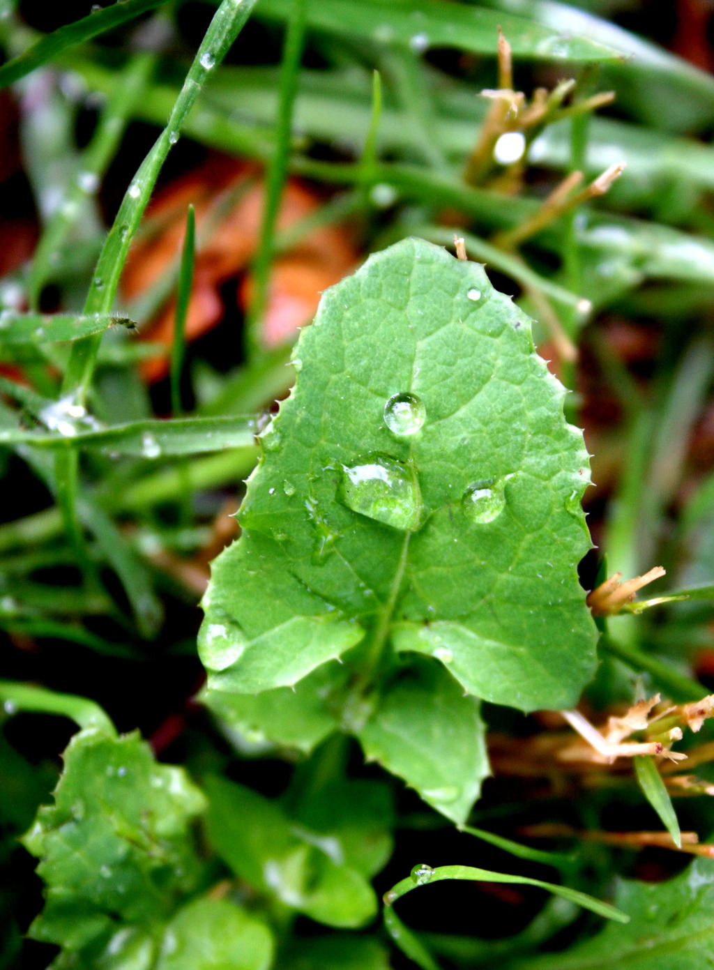 Dewdrops