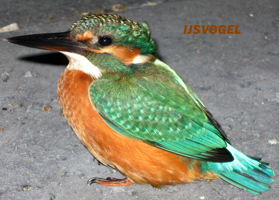 Kingfisher 01